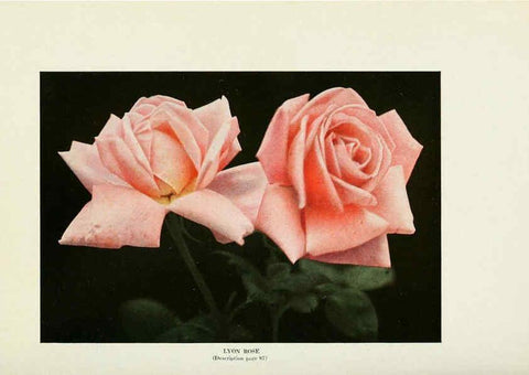 Reproducción/Reproduction 6308653097: The practical book of outdoor rose growing for the home garden Philadelphia and London,J.B. Lippincott, Co.,1920