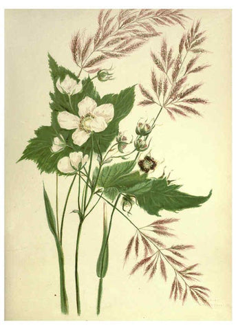 Reproducción/Reproduction 6308520287: Wild flowers of the Pacific coast New York :Cassell & company, limited,[c1887] 