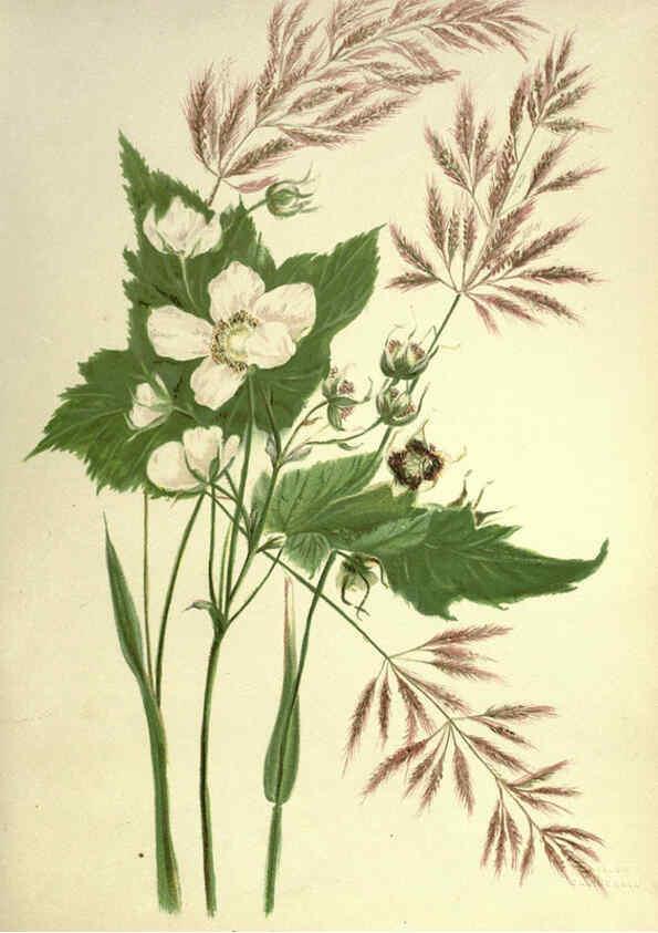 Reproducción/Reproduction 6308520287: Wild flowers of the Pacific coast New York :Cassell & company, limited,[c1887] 