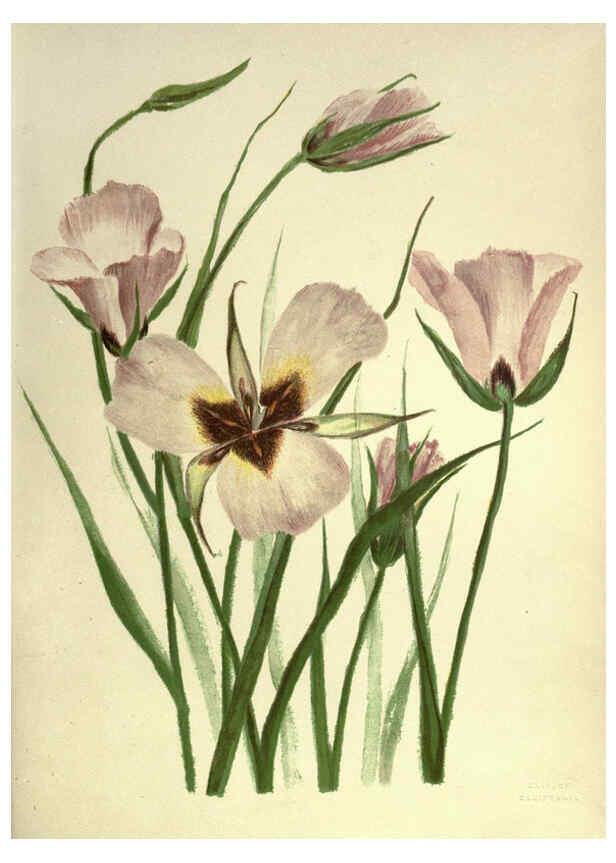 Reproducción/Reproduction 6308520423: Wild flowers of the Pacific coast New York :Cassell & company, limited,[c1887] 