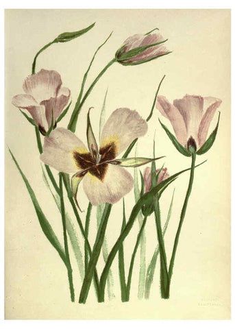 Reproducción/Reproduction 6308520423: Wild flowers of the Pacific coast New York :Cassell & company, limited,[c1887] 