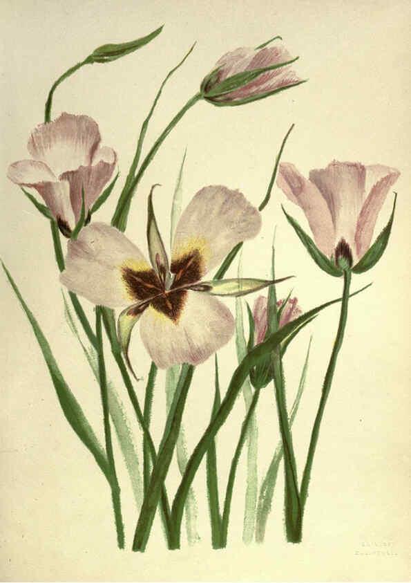 Reproducción/Reproduction 6308520423: Wild flowers of the Pacific coast New York :Cassell & company, limited,[c1887] 