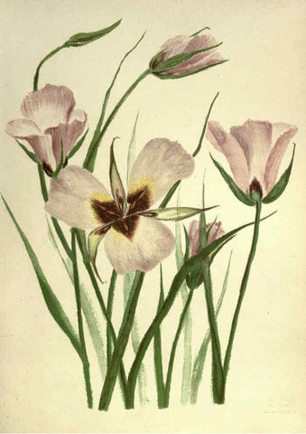 Reproducción/Reproduction 6308520423: Wild flowers of the Pacific coast New York :Cassell & company, limited,[c1887] 