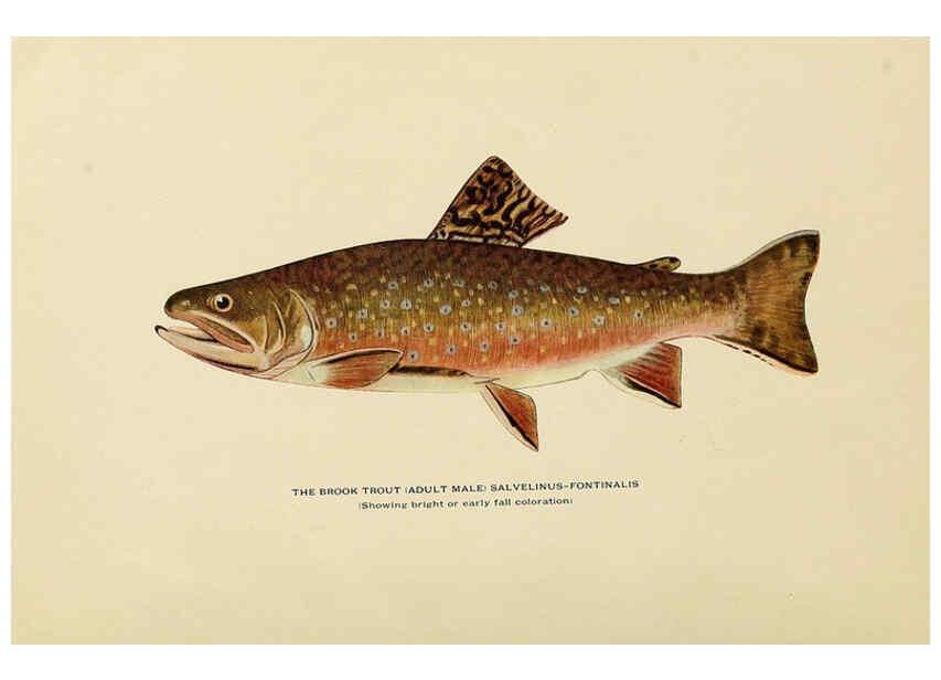 Reproducción/Reproduction 6308549267: Trout fly-fishing in America New York,E. P. Dutton & company,1914