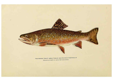 Reproducción/Reproduction 6308549267: Trout fly-fishing in America New York,E. P. Dutton & company,1914