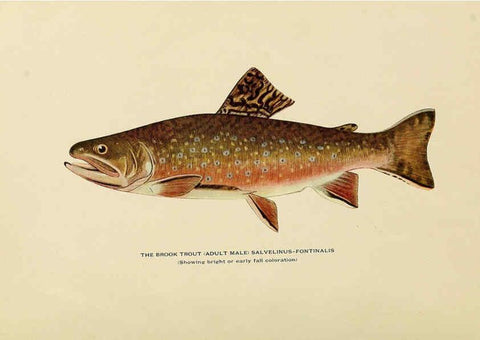 Reproducción/Reproduction 6308549267: Trout fly-fishing in America New York,E. P. Dutton & company,1914
