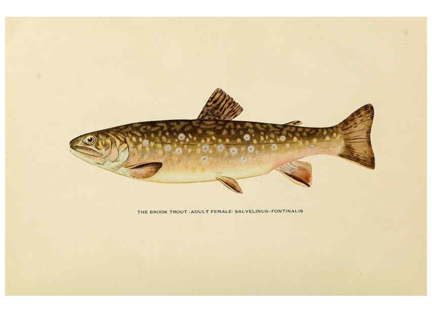 Reproducción/Reproduction 6309070124: Trout fly-fishing in America New York,E. P. Dutton & company,1914