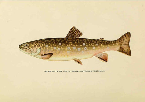 Reproducción/Reproduction 6309070124: Trout fly-fishing in America New York,E. P. Dutton & company,1914