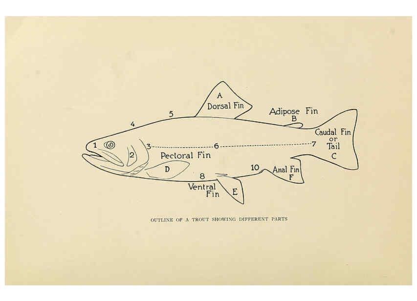 Reproducción/Reproduction 6308549575: Trout fly-fishing in America New York,E. P. Dutton & company,1914