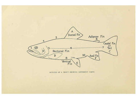 Reproducción/Reproduction 6308549575: Trout fly-fishing in America New York,E. P. Dutton & company,1914