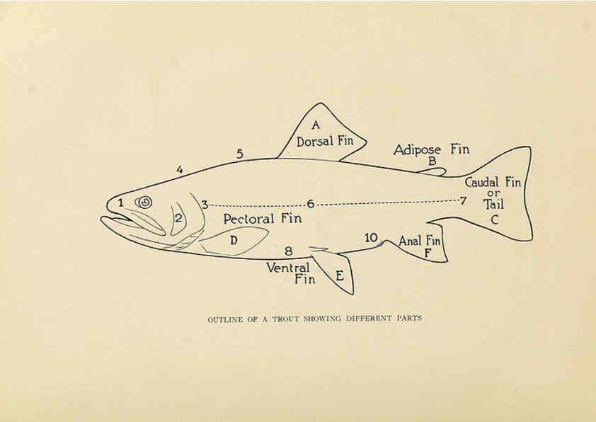 Reproducción/Reproduction 6308549575: Trout fly-fishing in America New York,E. P. Dutton & company,1914