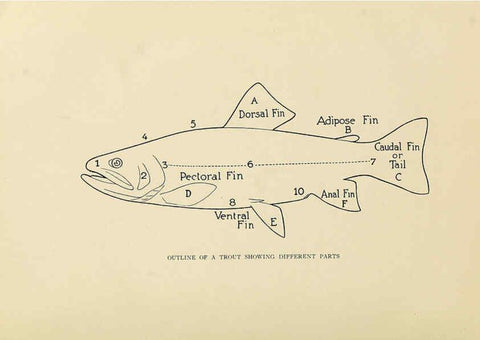 Reproducción/Reproduction 6308549575: Trout fly-fishing in America New York,E. P. Dutton & company,1914