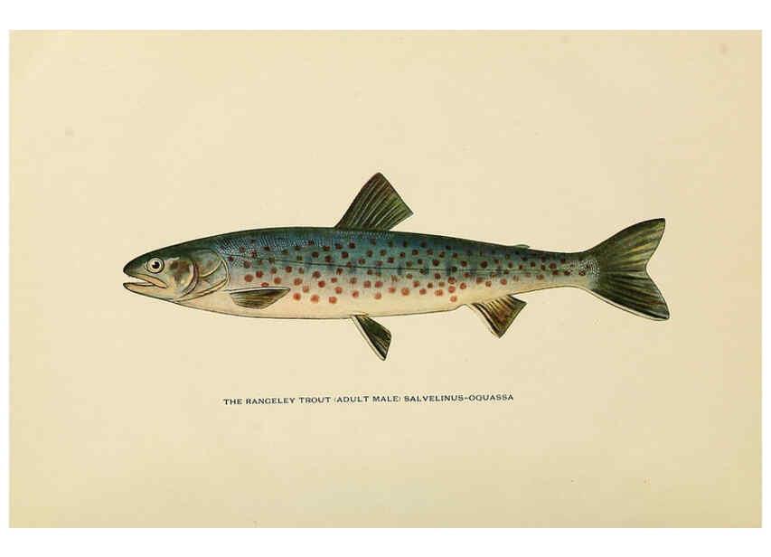 Reproducción/Reproduction 6308549741: Trout fly-fishing in America New York,E. P. Dutton & company,1914