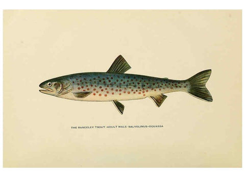 Reproducción/Reproduction 6308549741: Trout fly-fishing in America New York,E. P. Dutton & company,1914