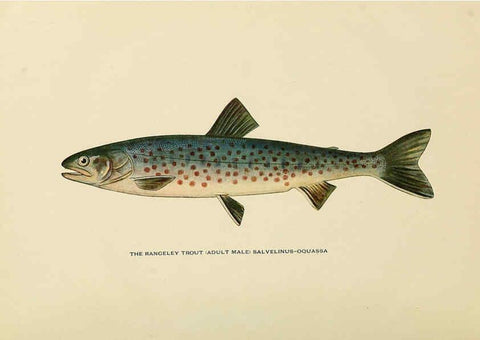 Reproducción/Reproduction 6308549741: Trout fly-fishing in America New York,E. P. Dutton & company,1914