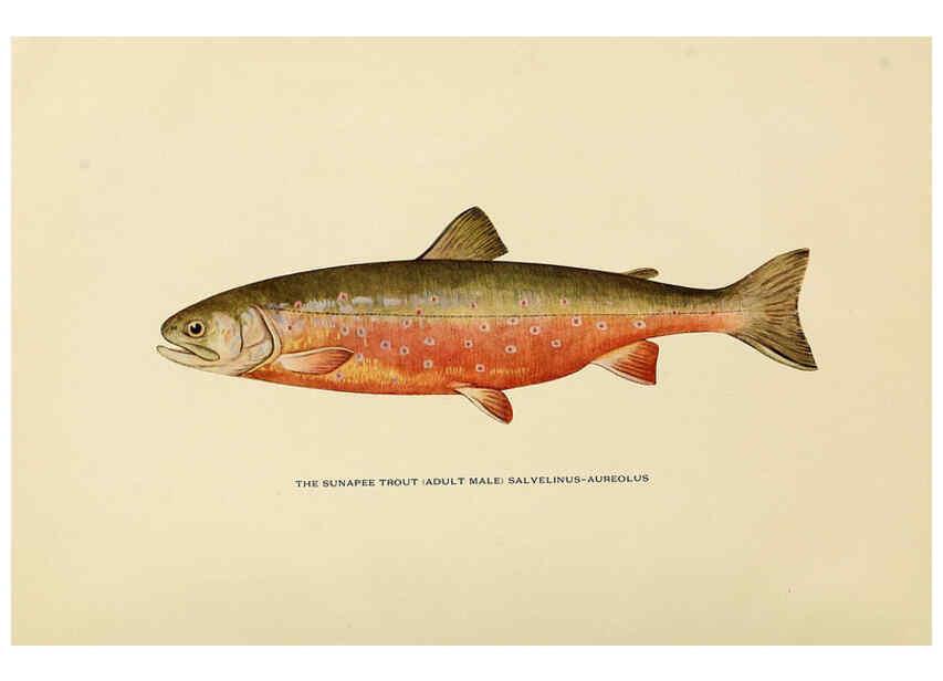 Reproducción/Reproduction 6309070632: Trout fly-fishing in America New York,E. P. Dutton & company,1914