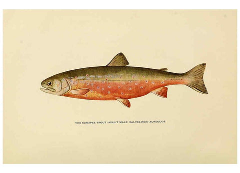 Reproducción/Reproduction 6309070632: Trout fly-fishing in America New York,E. P. Dutton & company,1914