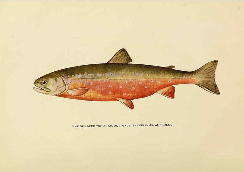 Reproducción/Reproduction 6309070632: Trout fly-fishing in America New York,E. P. Dutton & company,1914