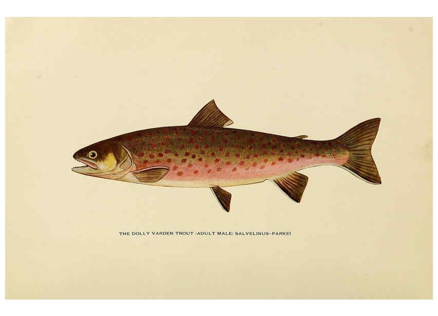 Reproducción/Reproduction 6309070806: Trout fly-fishing in America New York,E. P. Dutton & company,1914
