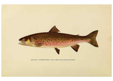 Reproducción/Reproduction 6309070806: Trout fly-fishing in America New York,E. P. Dutton & company,1914