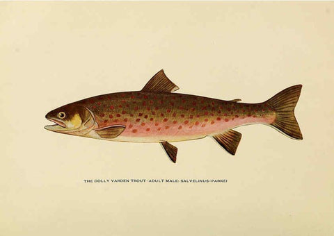 Reproducción/Reproduction 6309070806: Trout fly-fishing in America New York,E. P. Dutton & company,1914