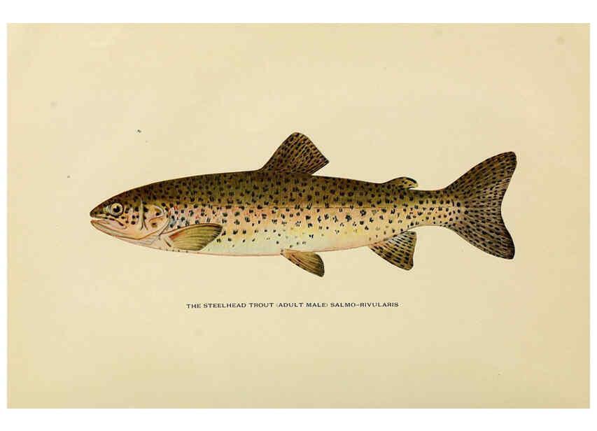Reproducción/Reproduction 6309070974: Trout fly-fishing in America New York,E. P. Dutton & company,1914