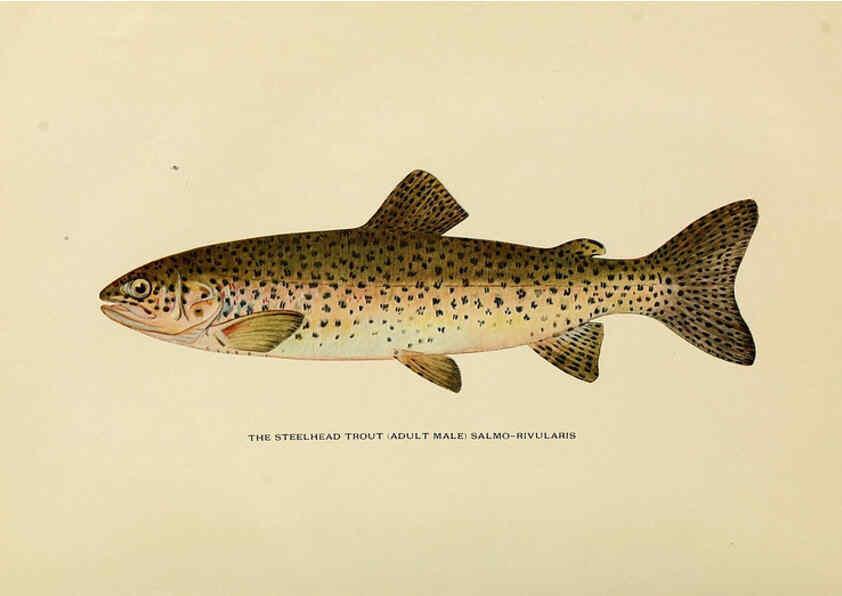 Reproducción/Reproduction 6309070974: Trout fly-fishing in America New York,E. P. Dutton & company,1914