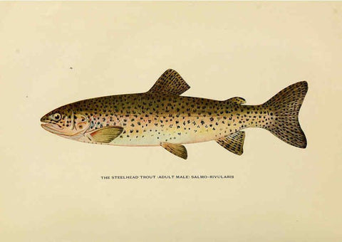 Reproducción/Reproduction 6309070974: Trout fly-fishing in America New York,E. P. Dutton & company,1914