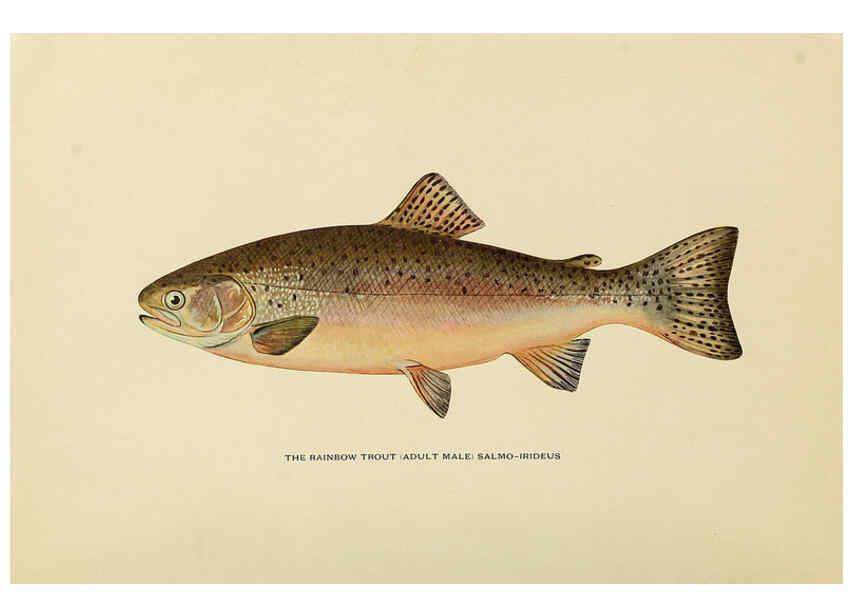 Reproducción/Reproduction 6309071126: Trout fly-fishing in America New York,E. P. Dutton & company,1914