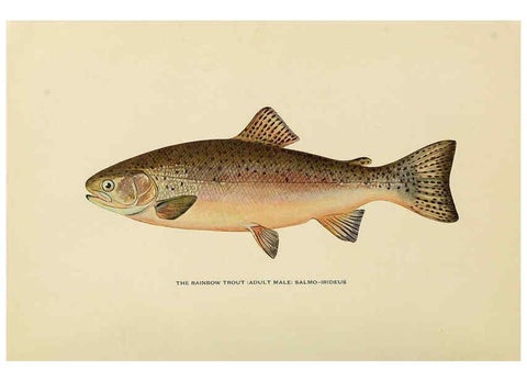 Reproducción/Reproduction 6309071126: Trout fly-fishing in America New York,E. P. Dutton & company,1914