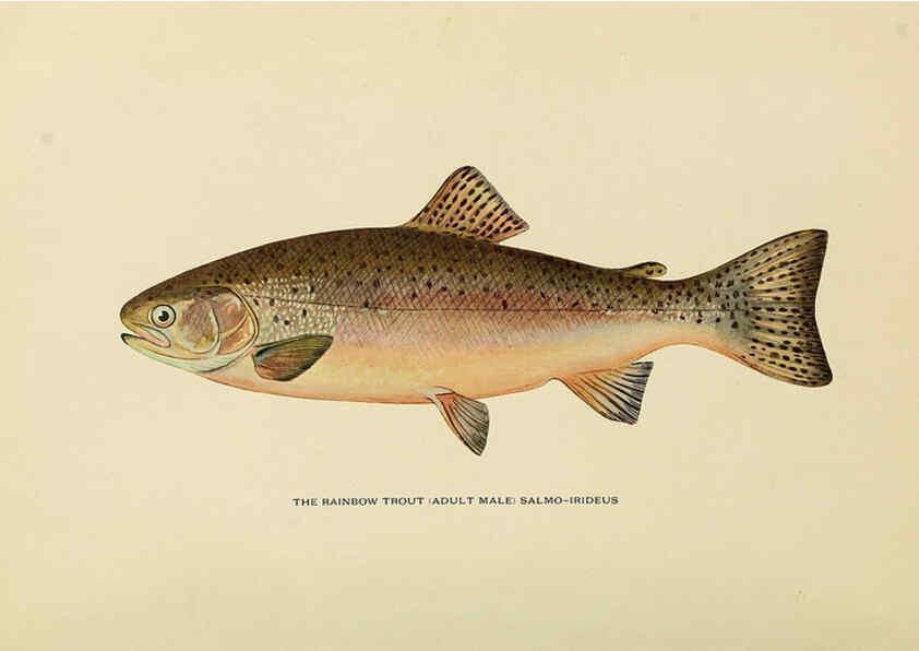 Reproducción/Reproduction 6309071126: Trout fly-fishing in America New York,E. P. Dutton & company,1914