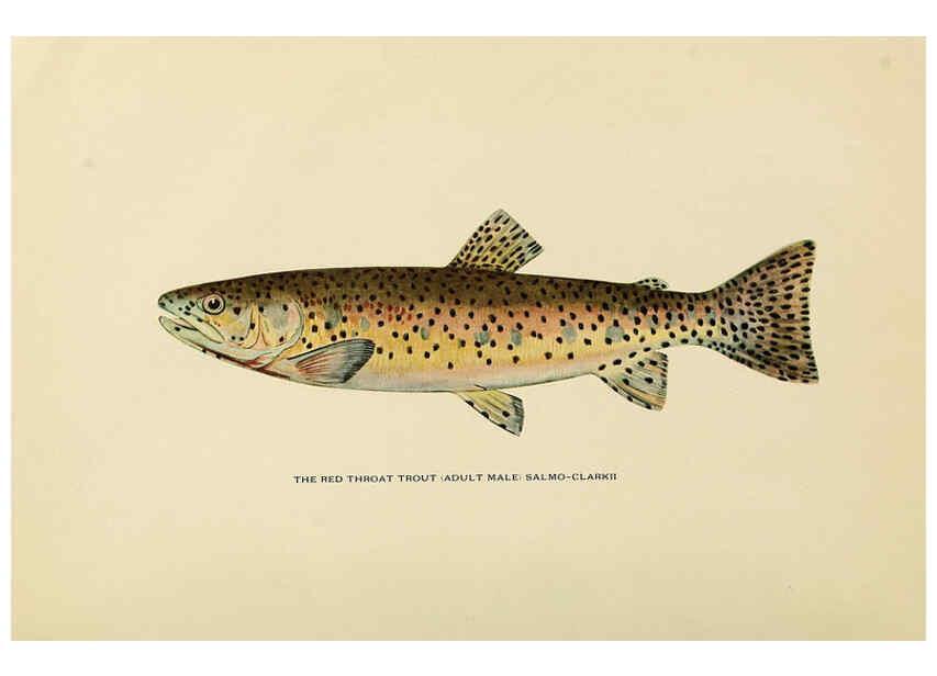 Reproducción/Reproduction 6309071554: Trout fly-fishing in America New York,E. P. Dutton & company,1914