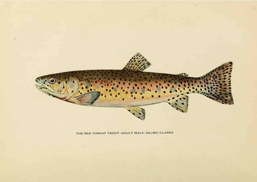 Reproducción/Reproduction 6309071554: Trout fly-fishing in America New York,E. P. Dutton & company,1914