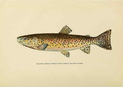 Reproducción/Reproduction 6309071554: Trout fly-fishing in America New York,E. P. Dutton & company,1914