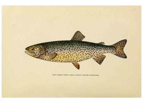 Reproducción/Reproduction 6308550925: Trout fly-fishing in America New York,E. P. Dutton & company,1914