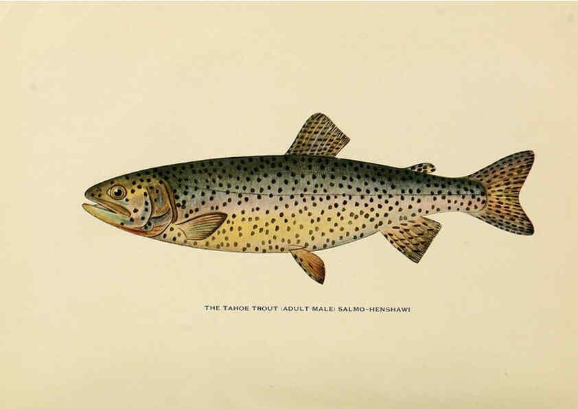Reproducción/Reproduction 6308550925: Trout fly-fishing in America New York,E. P. Dutton & company,1914