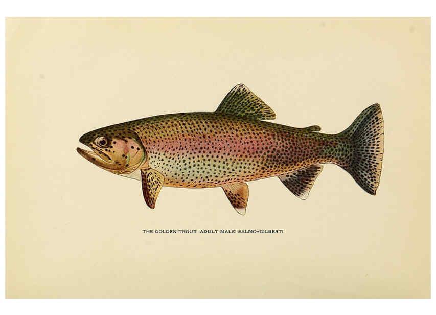 Reproducción/Reproduction 6309071872: Trout fly-fishing in America New York,E. P. Dutton & company,1914