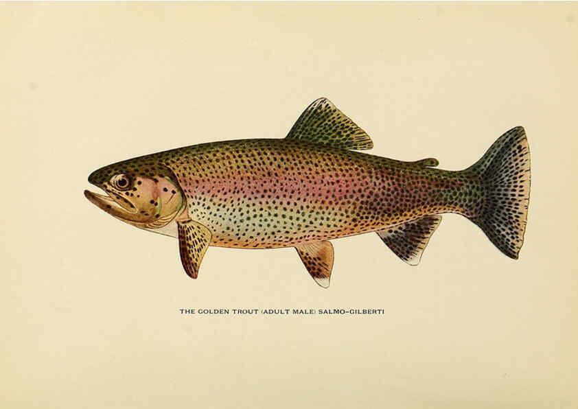 Reproducción/Reproduction 6309071872: Trout fly-fishing in America New York,E. P. Dutton & company,1914