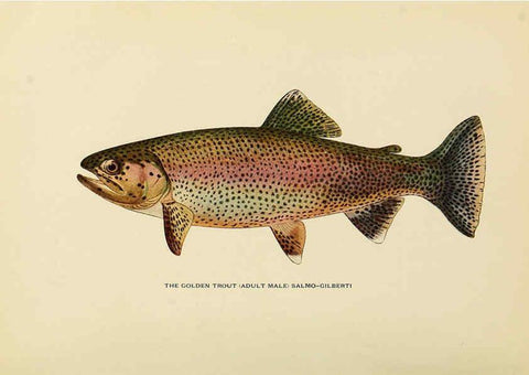 Reproducción/Reproduction 6309071872: Trout fly-fishing in America New York,E. P. Dutton & company,1914