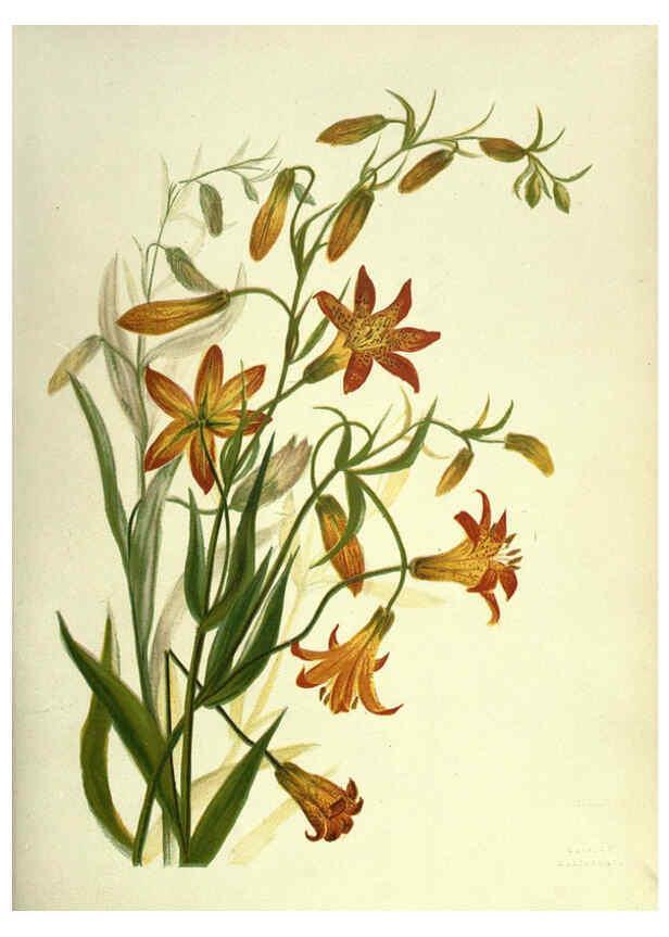 Reproducción/Reproduction 6308520133: Wild flowers of the Pacific coast New York :Cassell & company, limited,[c1887] 