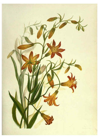 Reproducción/Reproduction 6308520133: Wild flowers of the Pacific coast New York :Cassell & company, limited,[c1887] 