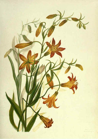 Reproducción/Reproduction 6308520133: Wild flowers of the Pacific coast New York :Cassell & company, limited,[c1887] 