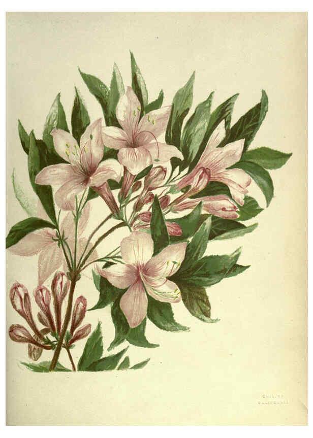 Reproducción/Reproduction 6308519969: Wild flowers of the Pacific coast New York :Cassell & company, limited,[c1887] 