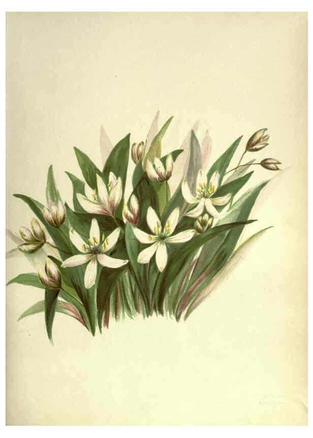 Reproducción/Reproduction 6309039940: Wild flowers of the Pacific coast New York :Cassell & company, limited,[c1887] 