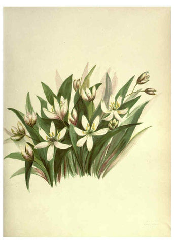 Reproducción/Reproduction 6309039940: Wild flowers of the Pacific coast New York :Cassell & company, limited,[c1887] 