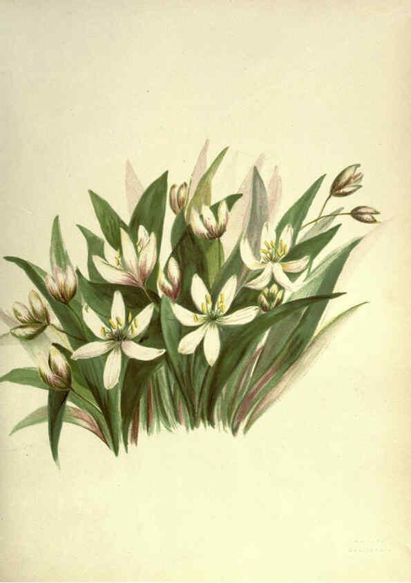 Reproducción/Reproduction 6309039940: Wild flowers of the Pacific coast New York :Cassell & company, limited,[c1887] 