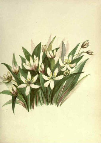 Reproducción/Reproduction 6309039940: Wild flowers of the Pacific coast New York :Cassell & company, limited,[c1887] 