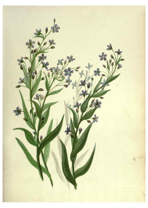 Reproducción/Reproduction 6309039814: Wild flowers of the Pacific coast New York :Cassell & company, limited,[c1887] 