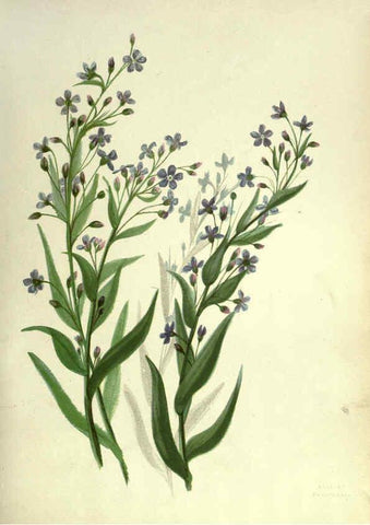 Reproducción/Reproduction 6309039814: Wild flowers of the Pacific coast New York :Cassell & company, limited,[c1887] 