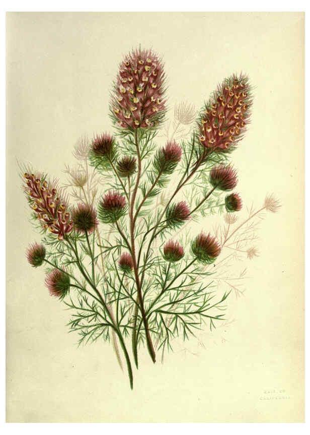Reproducción/Reproduction 6308513283: Wild flowers of the Pacific coast New York :Cassell & company, limited,[c1887] 